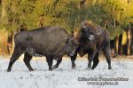 Stumbras (Bison bonasus)